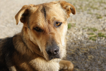 Image showing Attentive German shepherd dog