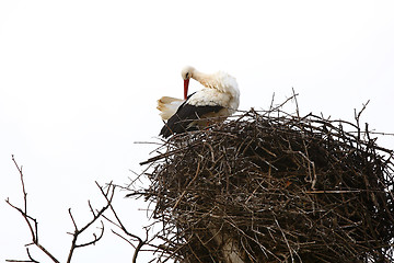 Image showing Stork sitting in the nest