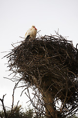 Image showing Stork sitting in the nest