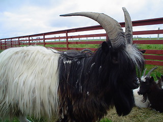 Image showing goat in a zoo