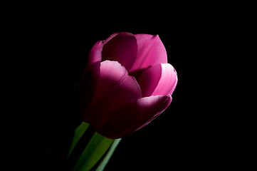 Image showing Single tulip on black background