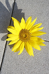 Image showing Beautiful yellow sunflower on a stone ground