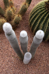 Image showing Jardin Majorelle