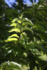 Image showing Chestnuts on the tree