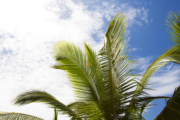 Image showing Beautiful palm trees with cloudy blue sky 