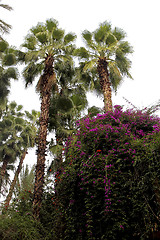 Image showing Jardin Majorelle