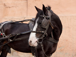 Image showing Portrait of a brown horse with cart