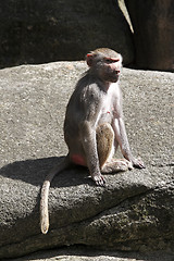 Image showing Baboon sitting on a rock