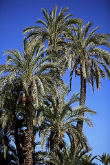 Image showing Jardin Majorelle