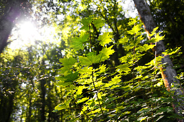 Image showing Forest in autumn