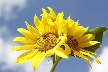 Image showing Beautiful yellow sunflowers in a blue sky