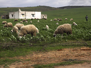Image showing Flock of sheep in Ifrane