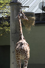 Image showing Giraffe at the zoo