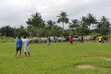 Image showing African soccer team during training