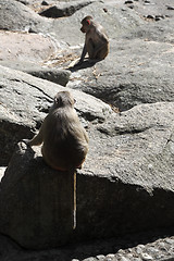 Image showing Two baboons sitting on a rock