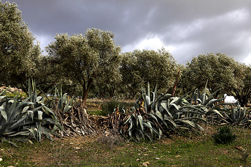 Image showing Beautiful landscape in Ifrane