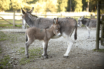 Image showing Donkey family