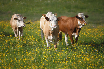 Image showing Herd of cows