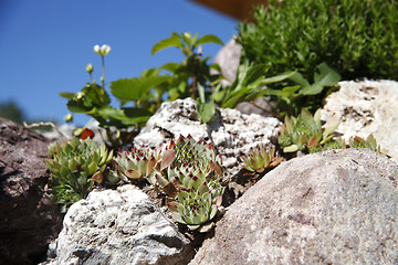 Image showing Mountain plants