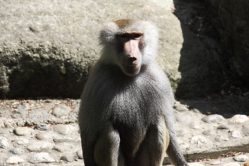 Image showing Baboon sitting on a rock