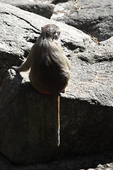 Image showing Baboon sitting on a rock