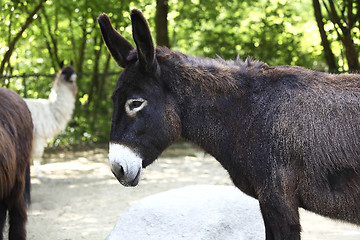 Image showing Portrait of a donkey