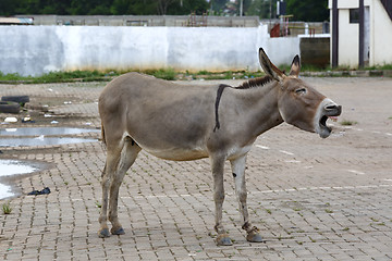 Image showing Portrait of a tired african donkey