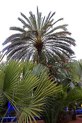 Image showing Jardin Majorelle