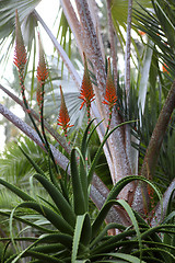 Image showing Aloe Vera flower