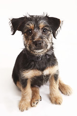 Image showing Young Terrier Mix