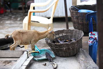 Image showing Young african goat eats plantain