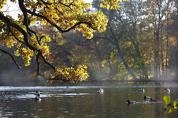 Image showing Autumn forest