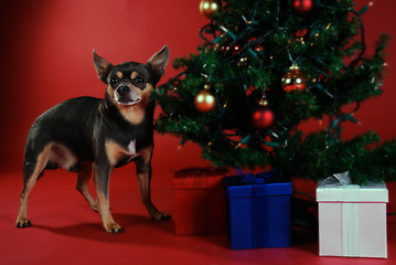 Image showing Chihuahua with Christmas tree