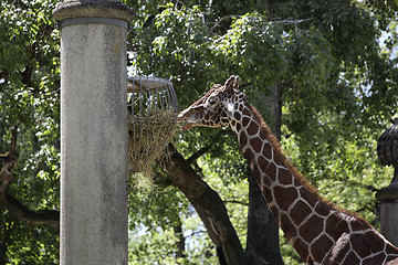 Image showing Giraffe at the zoo