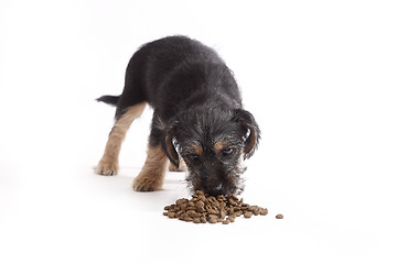 Image showing Young Terrier Mix eats dog food