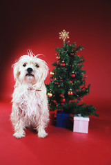 Image showing Dog next to Christmas tree