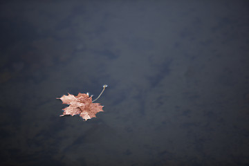 Image showing Autumn forest