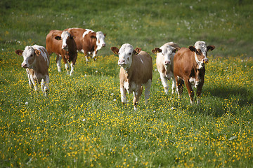 Image showing Herd of cows