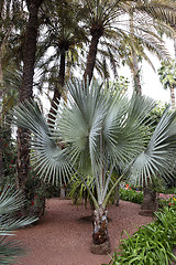 Image showing Jardin Majorelle