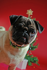 Image showing Pug in front of a Christmas tree