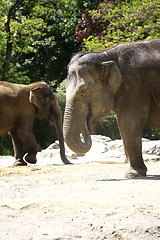 Image showing Two elephants in the zoo