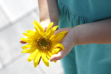 Image showing Small girl holds beautiful sunflower in her hands