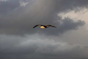 Image showing Seagull flying in the sky