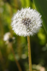 Image showing Dandelion