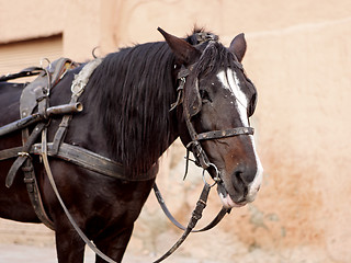 Image showing Portrait of a brown horse with cart