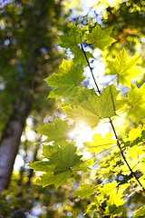 Image showing Forest in autumn