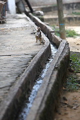 Image showing Chicken in an african backyard