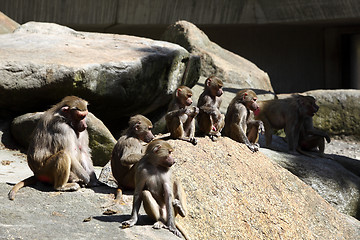 Image showing Baboon family