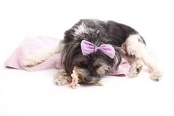 Image showing Young Terrier Mix lying on the blanket