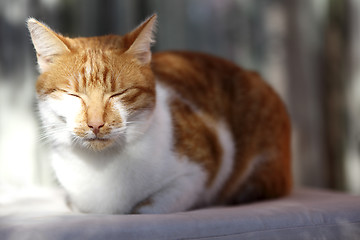 Image showing Red cat sleeping on a terrace